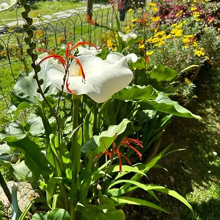 Apartment Bilocale Olivi Con Giardino E Posto Auto Privato Sanremo